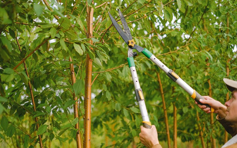 Tree trimming in Dow City, IA